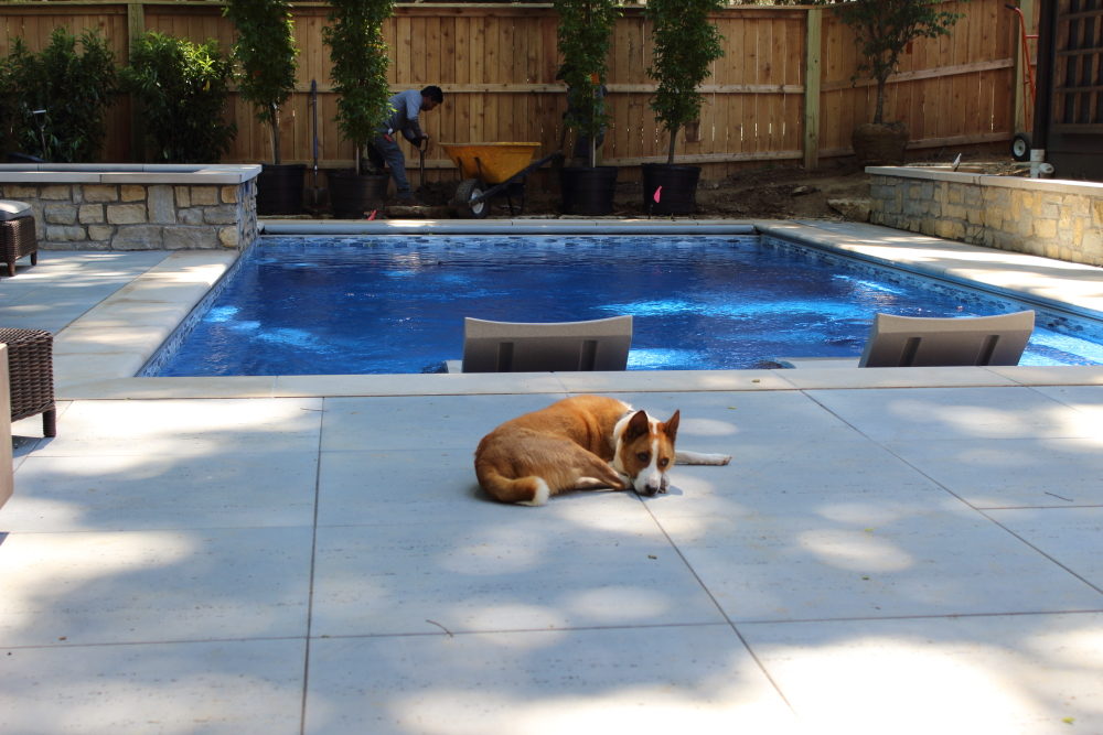 Can my dog swim in my fiberglass pool?